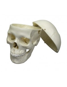 Erler Zimmer, modello... 2