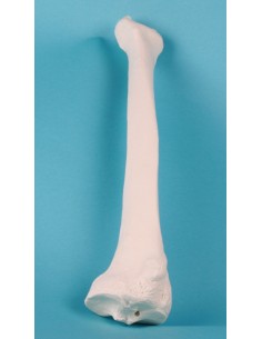 Erler Zimmer, modello...