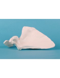 Erler Zimmer, modello...