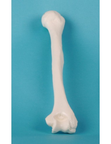 Erler Zimmer, modello anatomico...