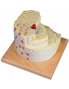 Erler Zimmer, modello...