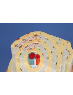 Erler Zimmer, modello... 2