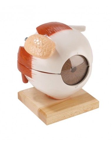 Erler Zimmer,  modello anatomico...