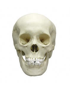 Modello anatomico di lusso...