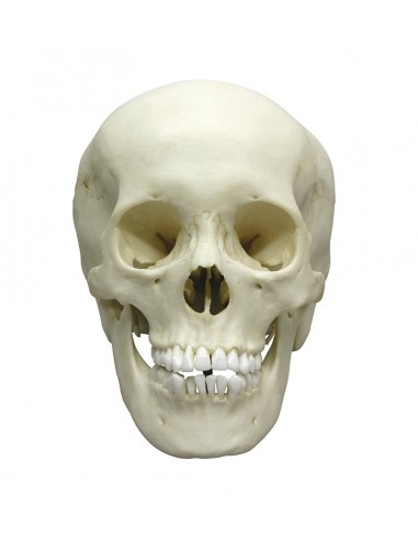 Modello anatomico di lusso di cranio...