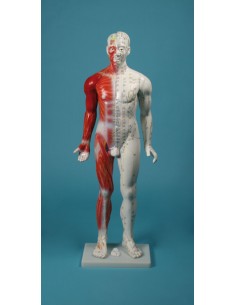Manichino per insegnamento...