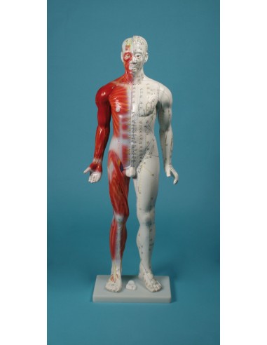 Manichino per insegnamento...
