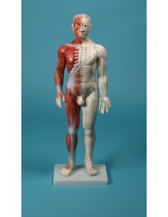 Manichino per insegnamento...