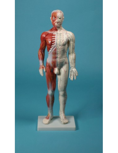 Manichino per insegnamento...