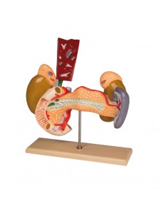 Erler Zimmer, organi...