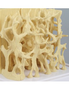 Erler Zimmer, confronto fra... 2