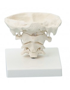 Erler Zimmer, modello di...