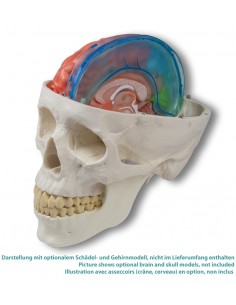 Falce cerebrale Erler...