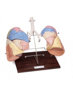 Riproduzione Segmentata dei...