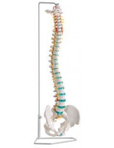 Erler Zimmer, modello di...