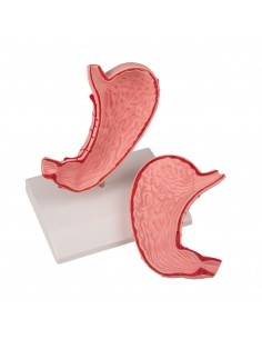 Modello di stomaco a...
