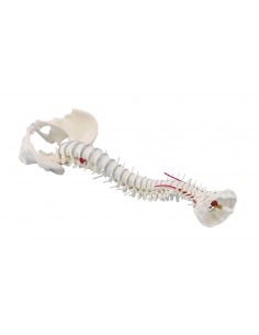 Erler Zimmer, Colonna...