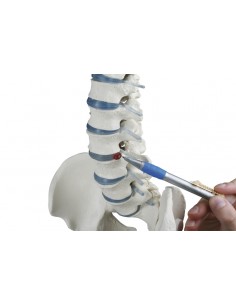 Erler Zimmer, modello di... 2