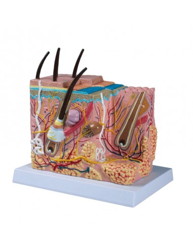 Blocco di pelle umana ingrandita 50...