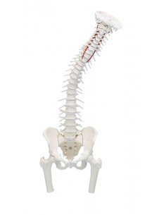 Erler Zimmer, modello di...