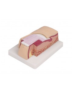 Modello anatomico di Unghia...