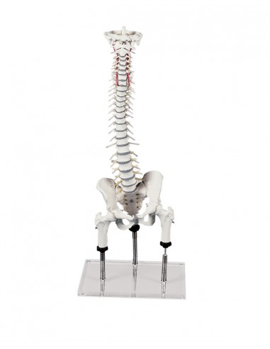 Erler Zimmer, Colonna vertebrale per...