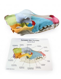 Cranio di Cane, di taglia...