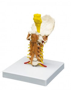 Erler Zimmer, modello... 2