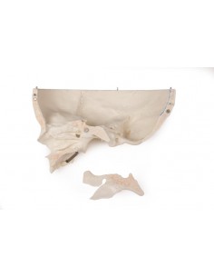 Cranio bambino di lusso per... 2