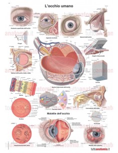 Poster anatomia umana -...