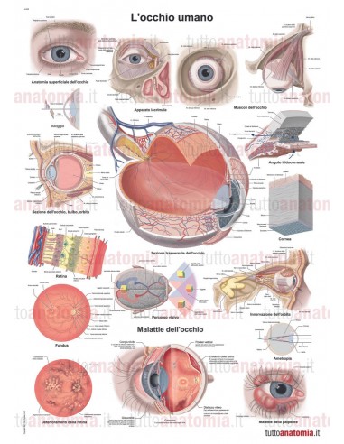 Poster anatomia umana - L'occhio umano