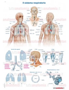 Poster anatomia umana - Il...