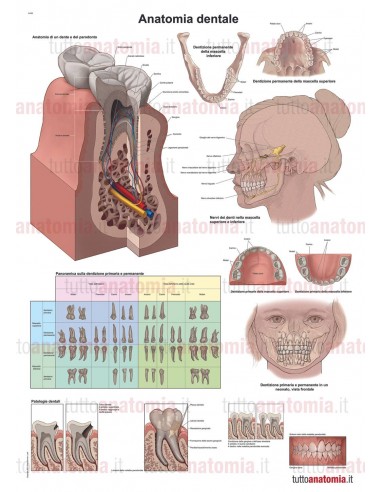 Poster anatomia umana - Anatomia dentale