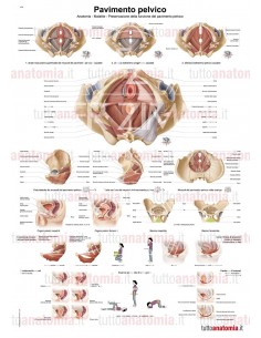 Poster anatomia umana -...