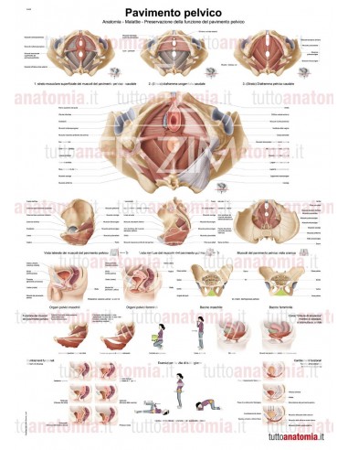 Poster anatomia umana - Pavimento...