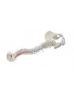 Erler Zimmer, modello di...