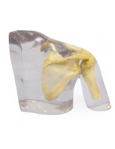 Simulatore per radiologia -... 2