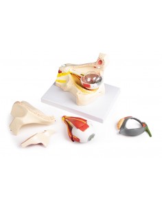 Erler Zimmer, Occhio...