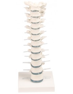 Erler Zimmer, modello...