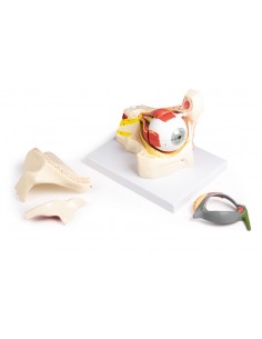 Erler Zimmer, Occhio... 2