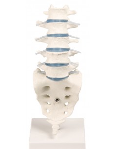 Erler Zimmer, modello...