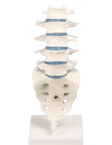 Erler Zimmer, modello anatomico di...