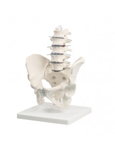 Erler Zimmer, modello...