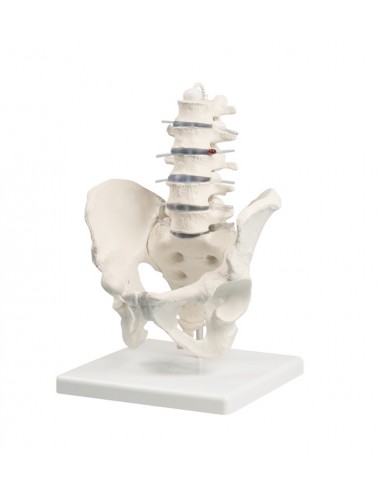 Erler Zimmer, modello anatomico di...