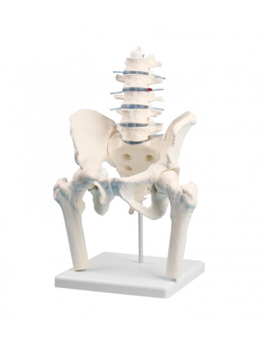Erler Zimmer, modello anatomico di...