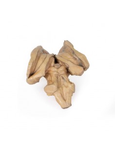 Tronco encefalico,...