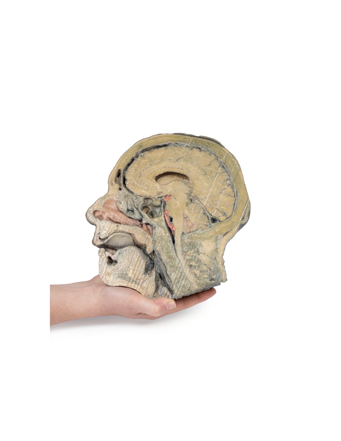 Sezione sagittale della testa con... Sezione sagittale della testa con...