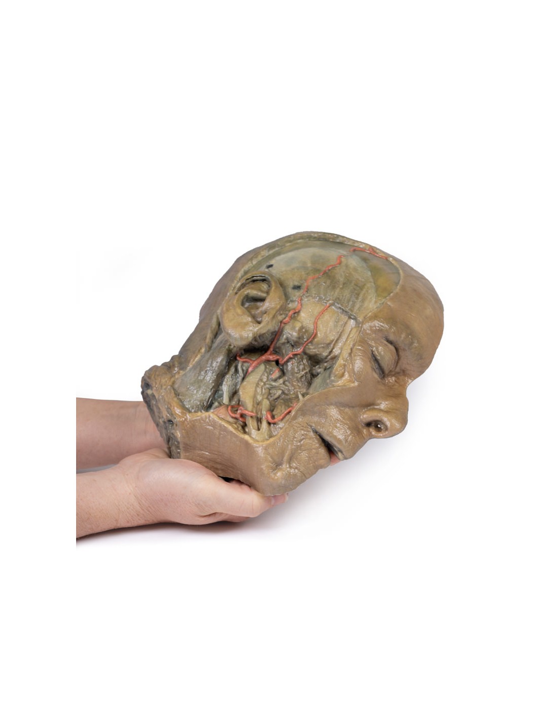 Sezione sagittale della testa con... Sezione sagittale della testa con...