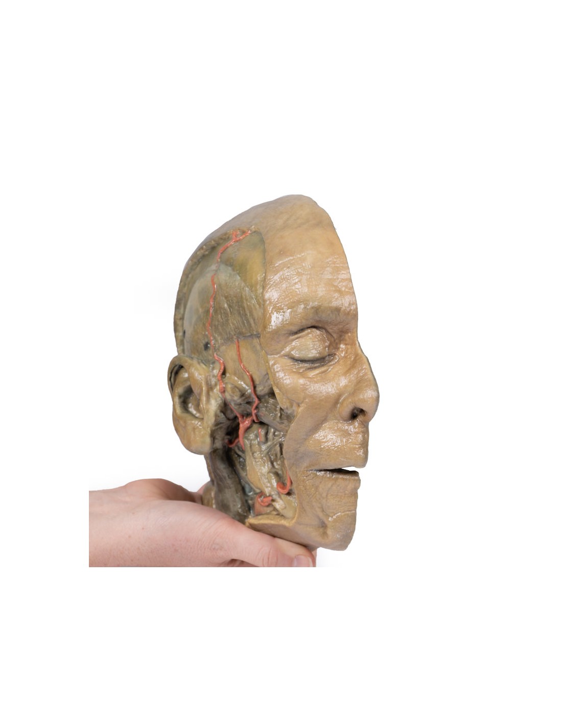 Sezione sagittale della testa con... Sezione sagittale della testa con...