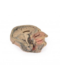 Sezione sagittale della...